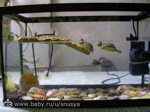 Красноухая черепаха в домашних условиях аквариумы