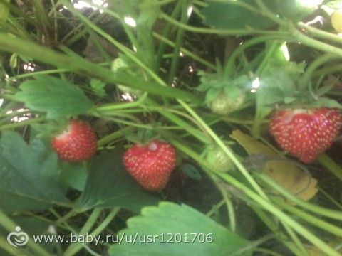 Персики и абрикосы беременность Персики и абрикосы беременность