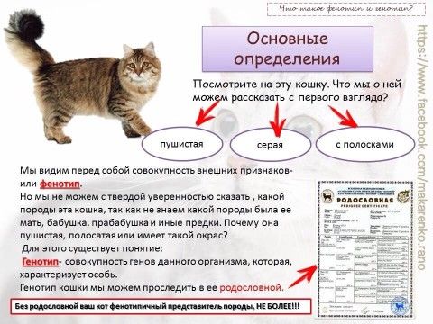 Как сделать документ кошке Как сделать документ кошке
