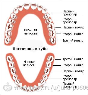 Может ли выпасть коренной зуб у ребенка Может ли выпасть коренной зуб у ребенка