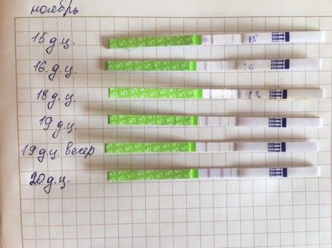 Яичный белок овуляция или беременность Яичный белок овуляция или беременность