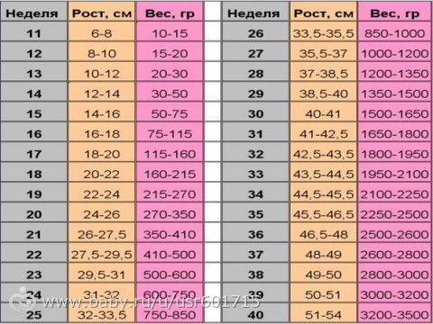 Вес плода по неделям беременности двойней