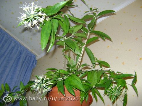 Годсефа уход в домашних условиях фото Годсефа уход в домашних условиях фото