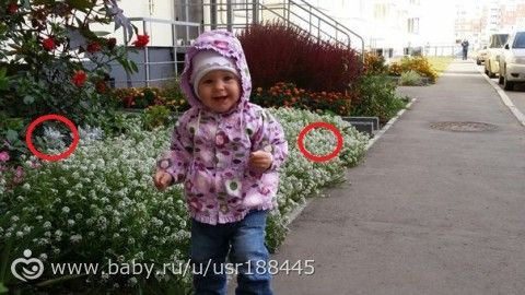 Девочки, как называются эти цветы?