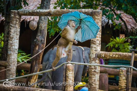 8 часть. Таиланд. Заключительная (фото)