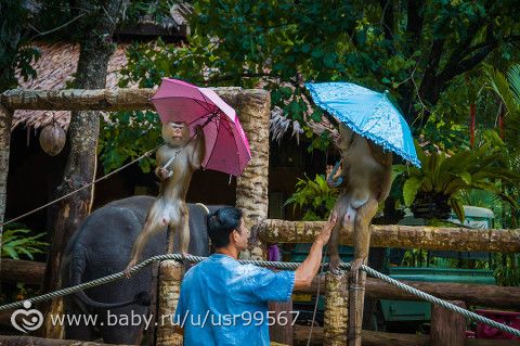 8 часть. Таиланд. Заключительная (фото)