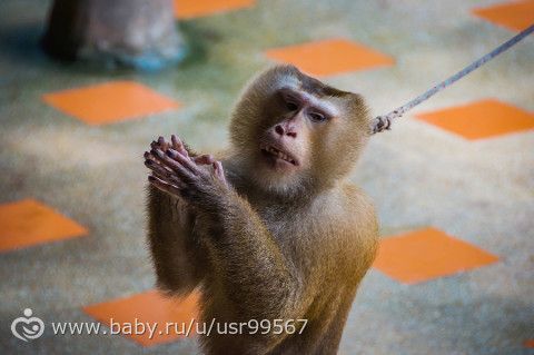 8 часть. Таиланд. Заключительная (фото)