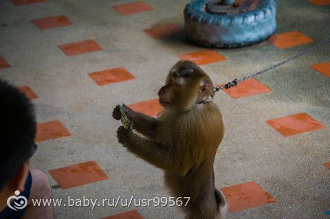 8 часть. Таиланд. Заключительная (фото)