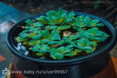 8 часть. Таиланд. Заключительная (фото)