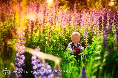 В фиолетовых цветах