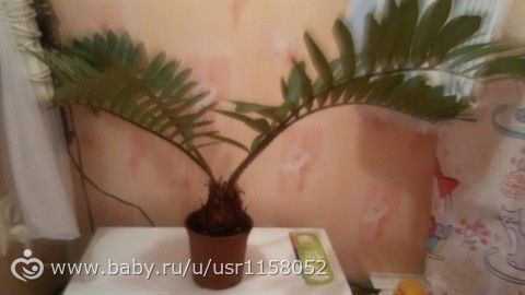 Что это за растение?