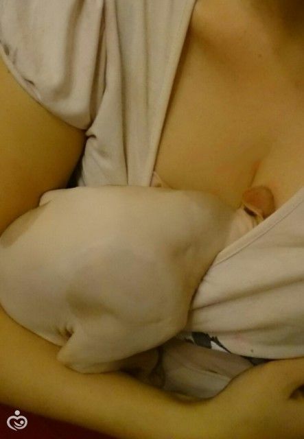 Сфинксосны 18+ Сфинксосны 18+