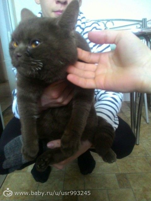 Нашла породистого кота