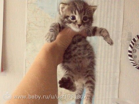 Кошатнички)