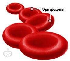 Продукты, богатые железом