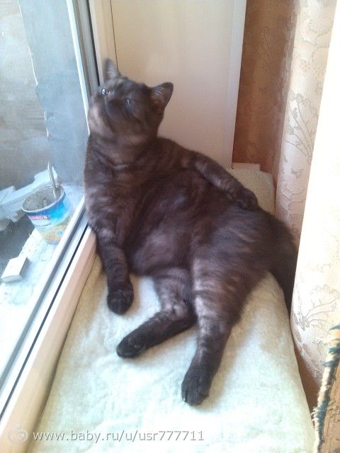 Стрижка котов