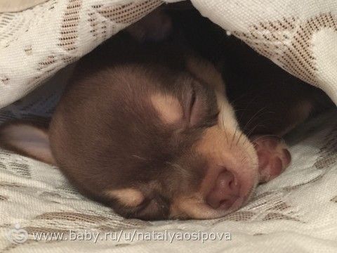 Чихуахуа. Я новичок, нужны советы.