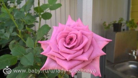 Наши розы ( просто много фотографий сорта спрашивайте)