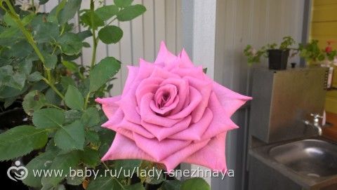 Наши розы ( просто много фотографий сорта спрашивайте)