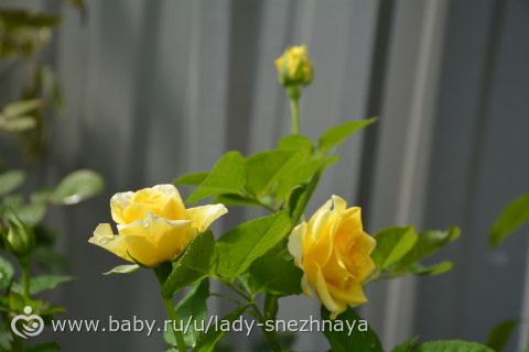 Наши розы ( просто много фотографий сорта спрашивайте)