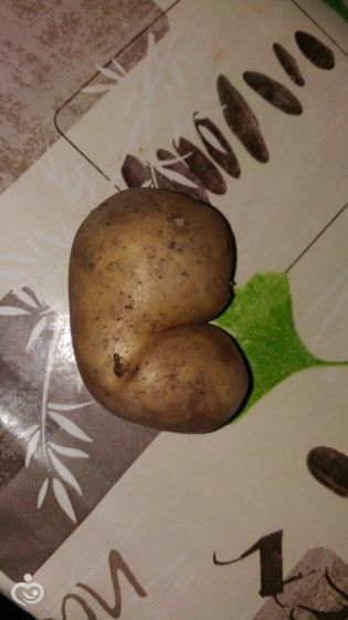 Вот такая картошечка мне сегодня попалась