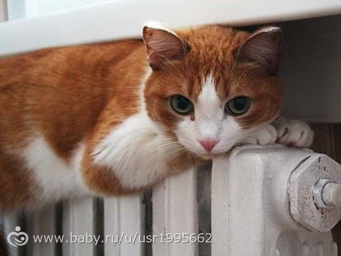 Когда отключат отопление в 2016 году: лучше поменяю батареи