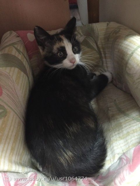 Отдам в добрые руки котёнка