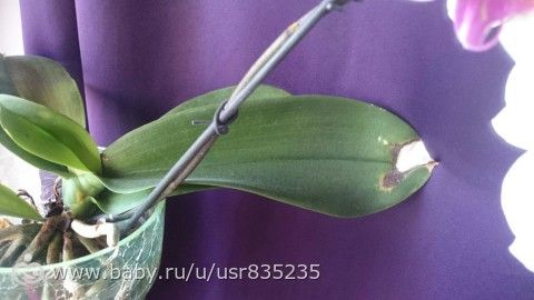 Помогите спасти фаленопсис