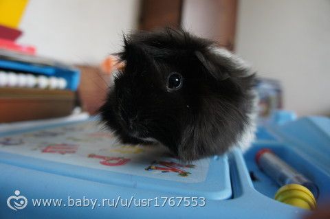 Свин