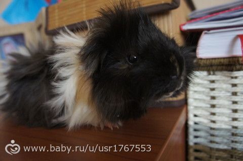 Свин