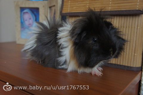 Свин