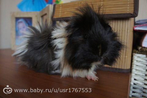 Свин