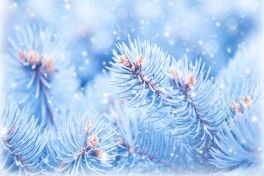 С новым годом! С новым годом!