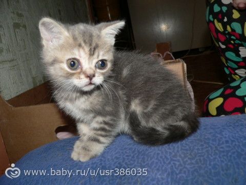 Кошара)