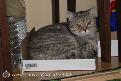 Вашим котам тоже больше всех надо?)