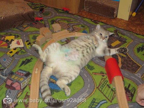 Вашим котам тоже больше всех надо?)