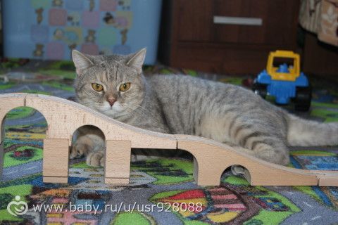 Вашим котам тоже больше всех надо?)