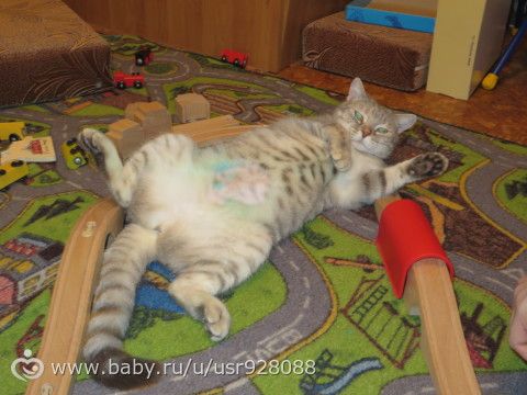 Вашим котам тоже больше всех надо?)