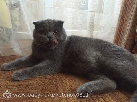 Корм котам