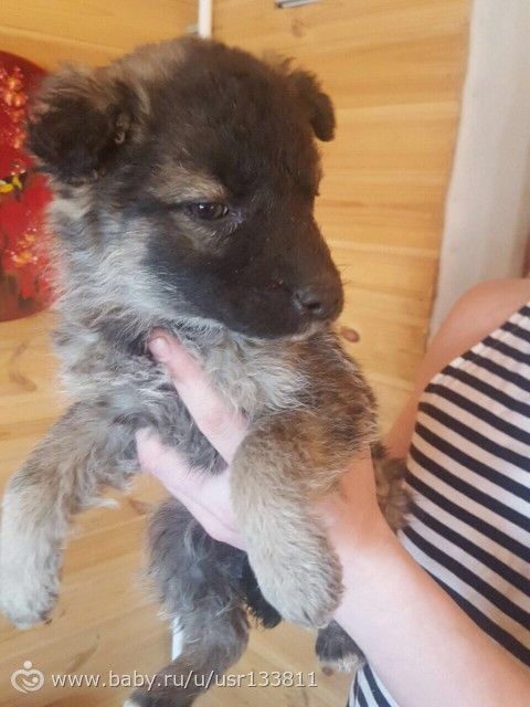 Кому нужен щенок?