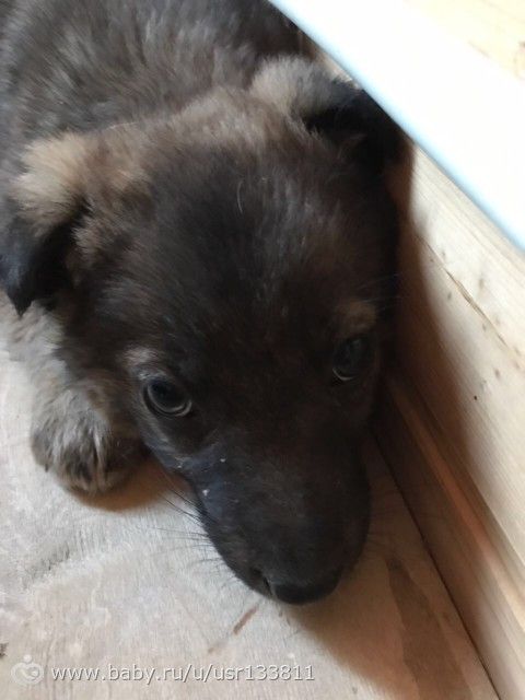 Кому нужен щенок?