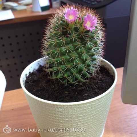 Фотодневник моих цветочков🌸🌼🌷 часть 1