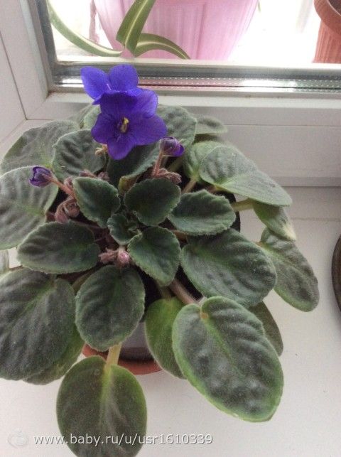 Фотодневник моих цветочков🌸🌼🌷 часть 1