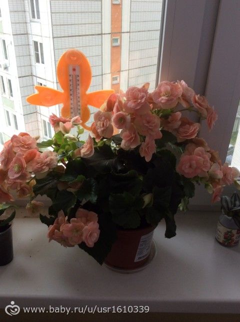 Фотодневник моих цветочков🌸🌼🌷 часть 1