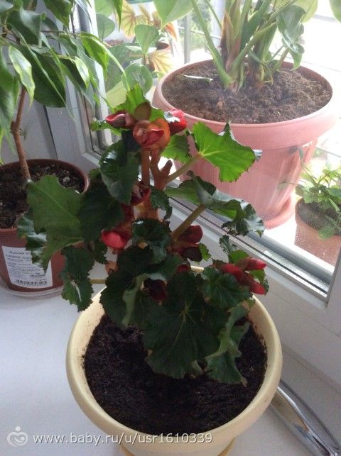 Фотодневник моих цветочков🌸🌼🌷 часть 1