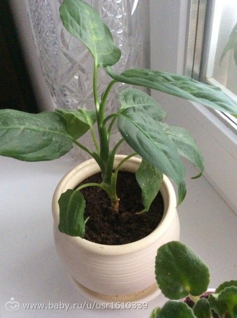Фотодневник моих цветочков🌸🌼🌷 часть 1