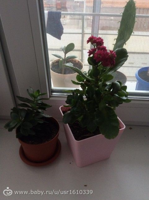 Фотодневник моих цветочков🌸🌼🌷 часть 1
