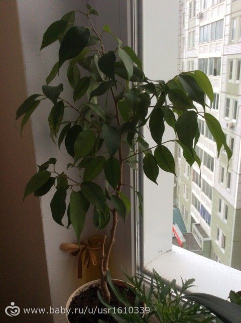 Фотодневник моих цветочков🌸🌼🌷 часть 1