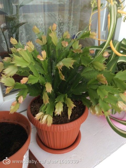 Фотодневник моих цветочков🌸🌼🌷 часть 1
