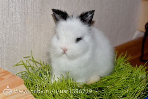 Пасхальные фотосессии 10 и 13 апреля